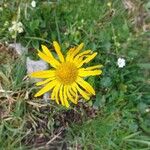 Doronicum clusii Flower