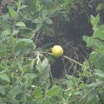 Solanum linnaeanum ഫലം