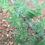 Albizia brevifolia 叶