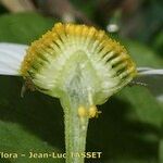 Chamaemelum fuscatum Fleur
