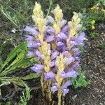 Phelipanche purpurea Fula