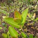 Viburnum nudum Leaf