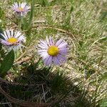 Erigeron uniflorus 形态