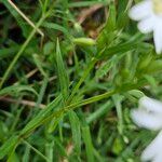 Stellaria palustris برگ