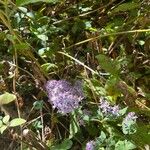 Symphyotrichum cordifolium Flower