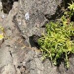 Saxifraga aspera Flower