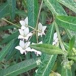 Gomphocarpus physocarpus Fleur