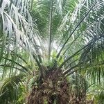Elaeis oleifera Hoja
