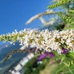 Buddleja asiatica Flower