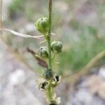 Linaria simplex ഫലം