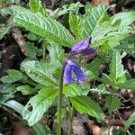 Hyacinthoides non-scripta Blüte