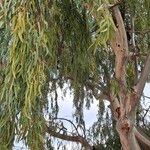 Eucalyptus camaldulensis Лист