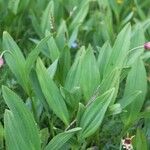 Allium strictum Кветка