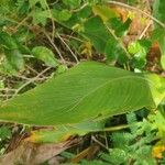 Canna glauca পাতা