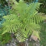 Dicksonia antarctica 葉
