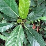 Ficus callosa Leaf