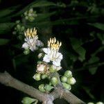 Mouriri grandiflora Flower