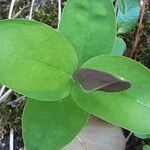 Hypericum androsaemum Leaf