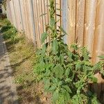 Amaranthus retroflexusFolla