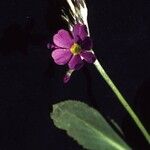 Primula rusbyi Flower