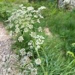 Angelica razulii Flower