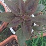 Amaranthus tricolorYaprak