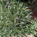 Lithodora hispidula Çiçek