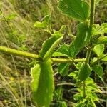 Hibiscus aponeurus Leaf