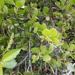 Arctostaphylos patula Leaf