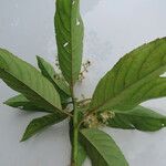 Saurauia yasicae Leaf