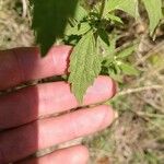 Chaiturus marrubiastrum Leaf