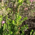 Erica australis Leaf