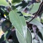 Cistus laurifolius Blad