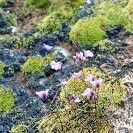 Utricularia livida 形態