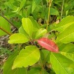 Viburnum prunifolium Leaf