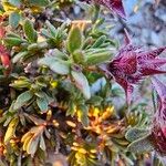 Thymus dolomiticus Blatt