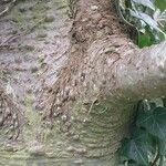 Abies concolor Corteccia