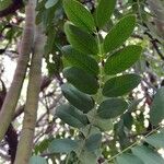 Cassia abbreviata برگ