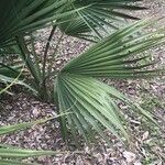 Sabal palmetto برگ