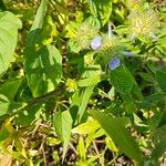 Jacquemontia tamnifolia Blüte