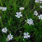 Stellaria holostea Hábito