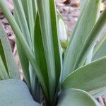 Galanthus plicatus ᱥᱟᱠᱟᱢ