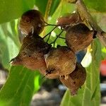 Cordia myxa Fruit