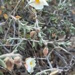 Helianthemum almeriense 花
