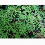 Selaginella concinna Hoja