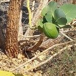 Calotropis procera Fruit