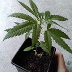 Cannabis sativa Frunză