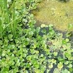 Heteranthera reniformis Likasa
