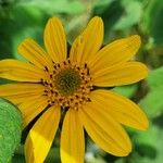 Tithonia tubaeformis Blüte