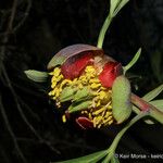 Paeonia californica Fiore